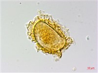 南投三叉蕨藏品圖，第4張