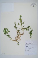 疏松卷柏藏品圖，第1張