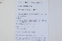 疏松卷柏藏品圖，第2張