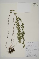 鞭葉鐵線蕨藏品圖，第1張