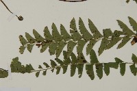 鞭葉鐵線蕨藏品圖，第3張