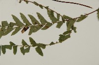 鞭葉鐵線蕨藏品圖，第4張