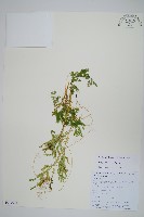 登錄號:P010714藏品圖，第1張