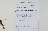 大瓦葦藏品圖，第2張