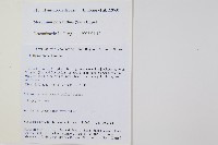 細葉蕗蕨藏品圖，第2張