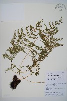 登錄號:P010717藏品圖，第1張