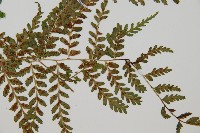 登錄號:P010717藏品圖，第3張