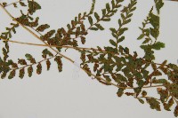 登錄號:P010717藏品圖，第4張