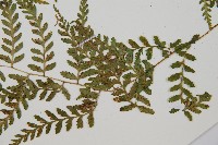 登錄號:P010717藏品圖，第5張