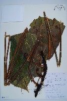 雙扇蕨藏品圖，第1張