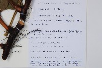 雙扇蕨藏品圖，第2張