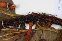 雙扇蕨藏品圖，第3張