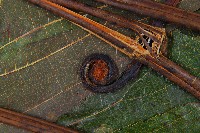 雙扇蕨藏品圖，第4張