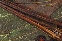 雙扇蕨藏品圖，第5張