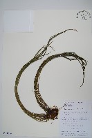 書帶蕨藏品圖，第1張