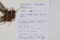 書帶蕨藏品圖，第2張