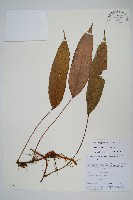 石葦藏品圖，第1張