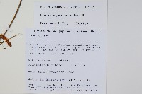 石葦藏品圖，第2張