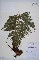 登錄號:P010722藏品圖，第1張