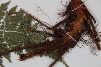 登錄號:P010722藏品圖，第6張