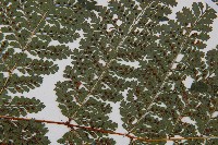 登錄號:P010722藏品圖，第7張