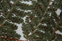 登錄號:P010722藏品圖，第8張