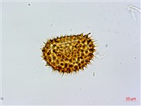 登錄號:P010722藏品圖，第2張