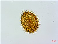 登錄號:P010722藏品圖，第4張