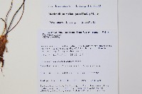 雉尾烏毛蕨藏品圖，第2張