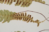 雉尾烏毛蕨藏品圖，第4張