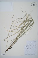 散生木賊藏品圖，第1張