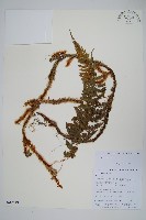 登錄號:P010728藏品圖，第1張