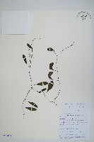 抱樹蕨、伏石蕨藏品圖，第1張