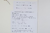 抱樹蕨、伏石蕨藏品圖，第2張