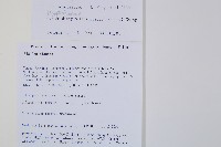 鞭葉蕨藏品圖，第2張