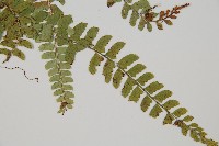 鞭葉蕨藏品圖，第3張