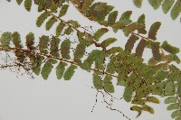 鞭葉蕨藏品圖，第4張