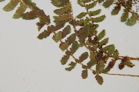 鞭葉蕨藏品圖，第5張