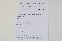 光石韋藏品圖，第2張