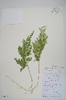 密葉卷柏藏品圖，第1張