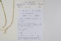 密葉卷柏藏品圖，第2張