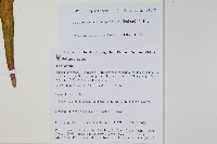 大瓦葦藏品圖，第2張