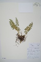 對生耳蕨藏品圖，第1張