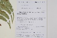 登錄號:P010737藏品圖，第2張