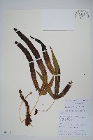 登錄號:P010738藏品圖，第1張