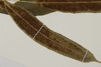 登錄號:P010739藏品圖，第3張