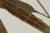 登錄號:P010739藏品圖，第4張