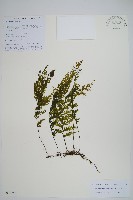 登錄號:P010740藏品圖，第1張