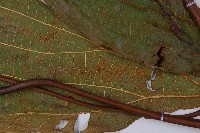 雙扇蕨藏品圖，第3張