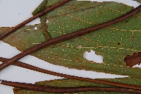 雙扇蕨藏品圖，第4張